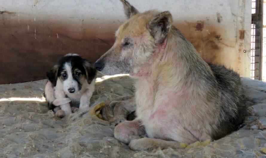 No a la Eutanasia de Animales Callejeros: Un Llamado a las Autoridades de Puerto Deseado para que Cumplan con la Ley Sarmiento Nº 14.346