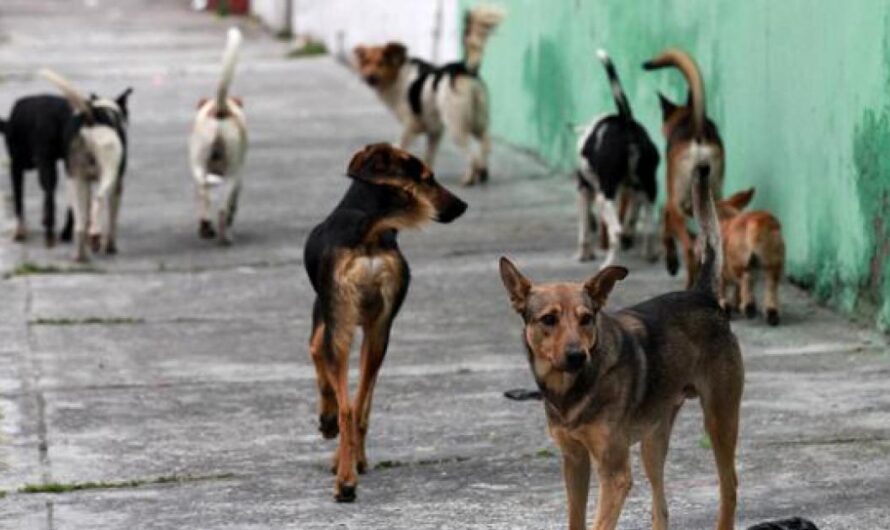 No a la Obligatoriedad de Chips Identificatorios para los Perros: Una Campaña Ciudadana por la Protección de los Animales en Uruguay