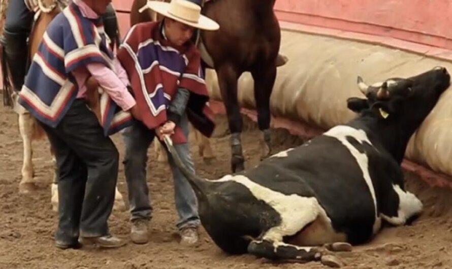 Ñuñoinos unidos contra el rodeo: ¡No a la violencia animal!