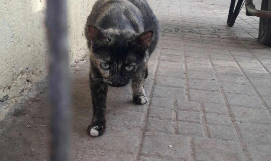 Petición para un Control Ético de la Superpoblación de Gatos Callejeros en Guadalajara