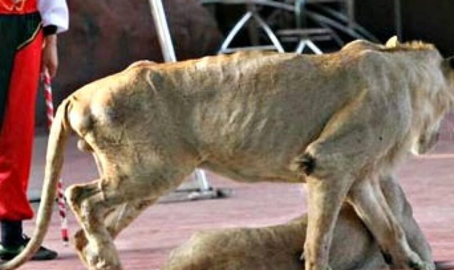 «¡Prohibamos la presencia de animales en los circos!: Una petición de la ciudadanía chilena