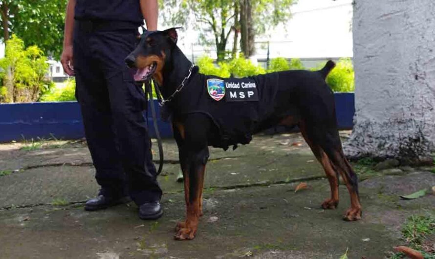 Recuperando Perros Callejeros para Mejorar la Seguridad de Necochea, Argentina