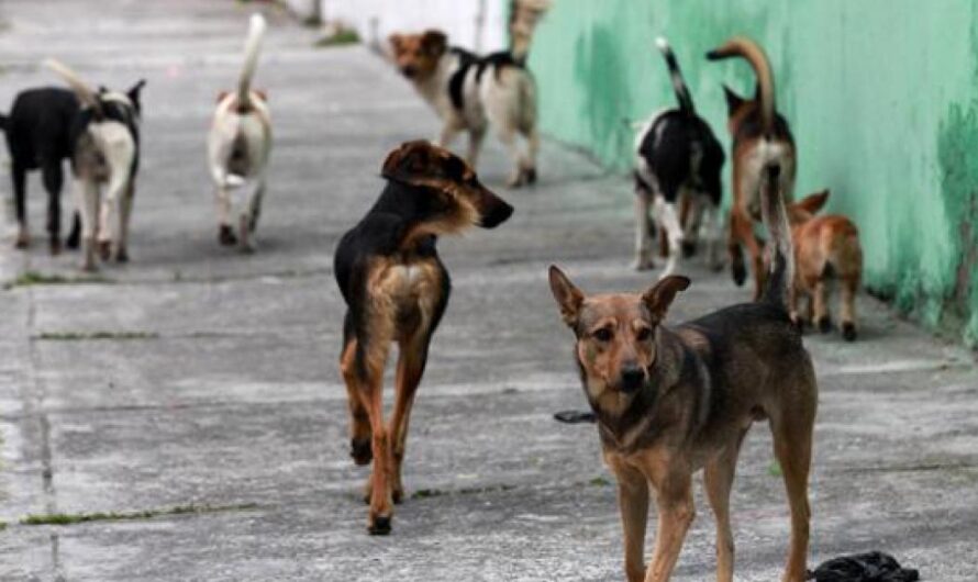 Salvando la vida de los perros abandonados: la petición de un refugio para Gral. Pueyrredón