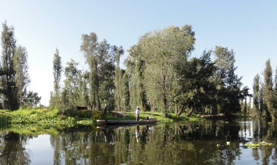 Salvando los Bosques de la Ciudad de México: Una Necesidad Urgente