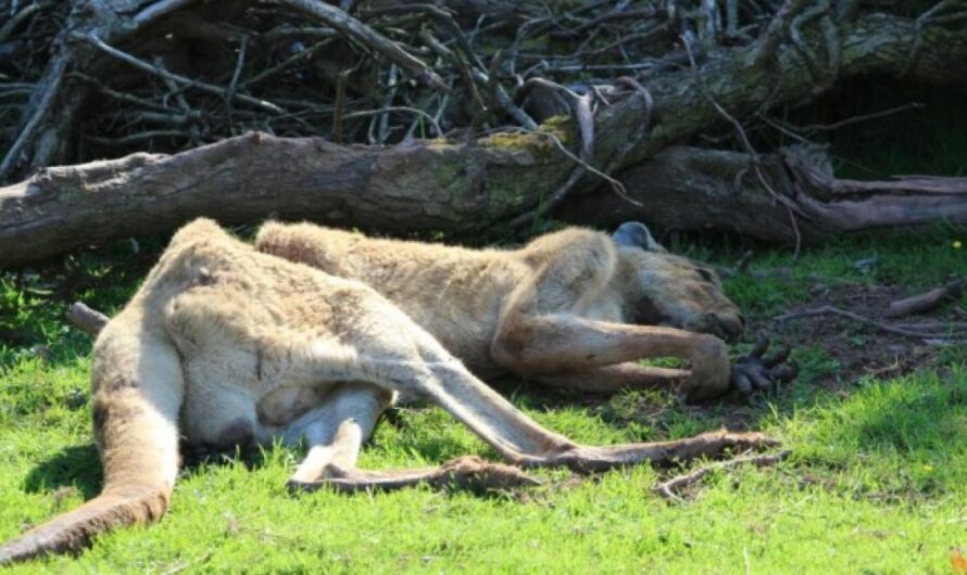 Salvar a los Animales del Zoológico de Cumbria: Firma la Petición ahora para evitar el Abuso Animal