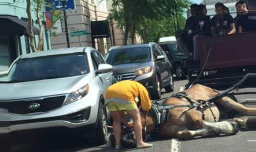 Un llamado a luchar por los caballos: Detener la explotación inhumana que está causando sufrimiento y muerte