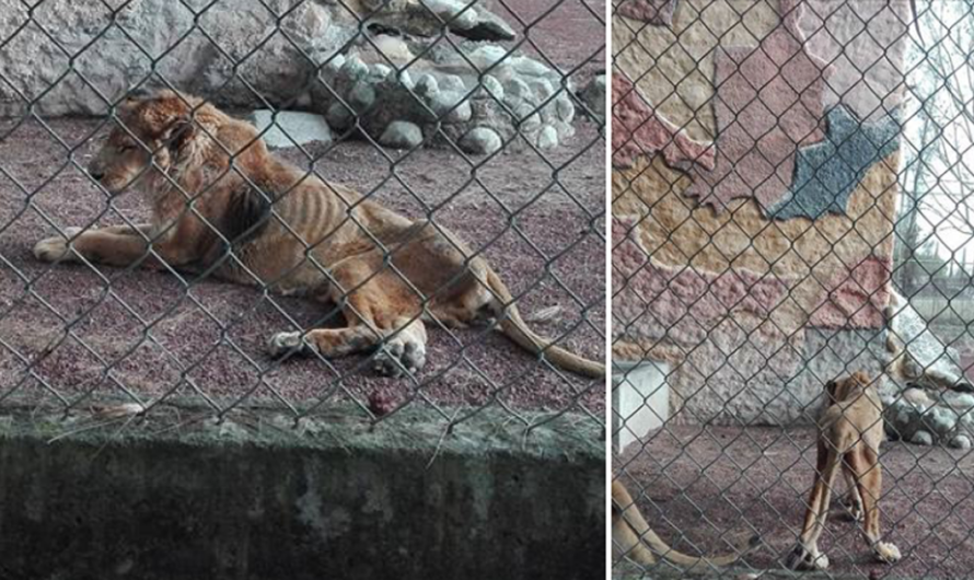 Un llamado urgente: ¡Salvando la vida de la leona del Zoológico de Moroleón!