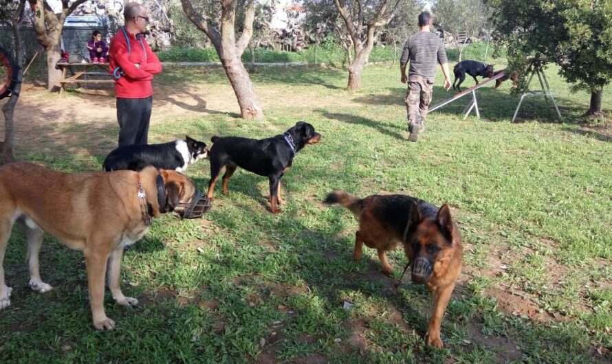 Un paso hacia la igualdad entre perros grandes y pequeños: Propuesta para la división de parques caninos y el establecimiento de normas de convivencia en España