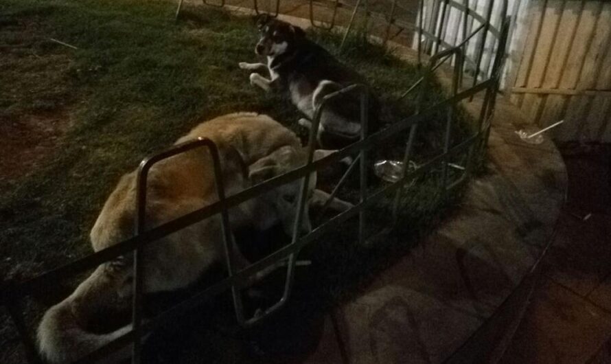 Un Santuario para Perros en La Paz y El Alto: la Iniciativa de la Coalición Animalista