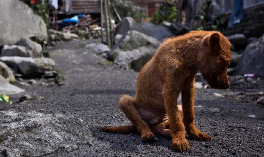 ¡Una Voz por los Animales Callejeros de la Ciudad de México!