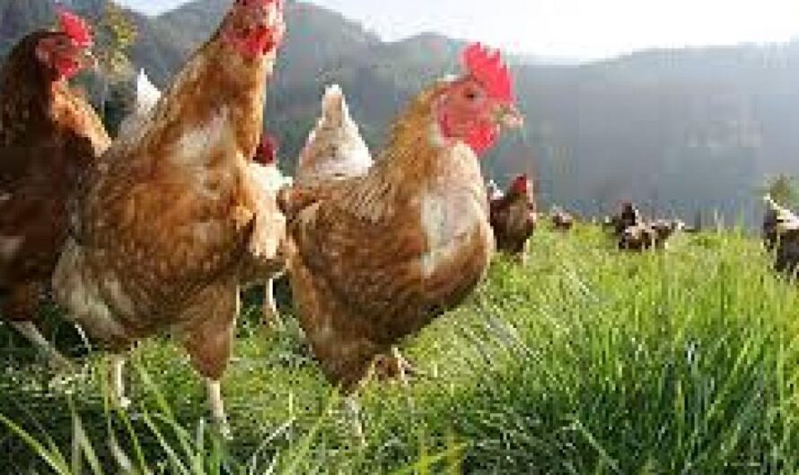 ¡Unámonos para luchar por el bienestar de las gallinas en México!