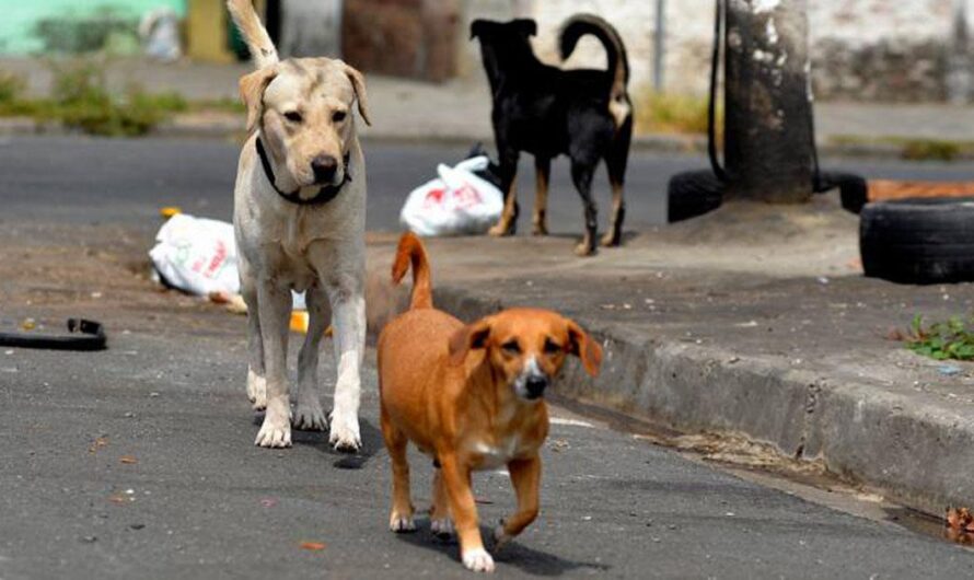 Unámonos para Proteger a los Animales Callejeros de Guayaquil