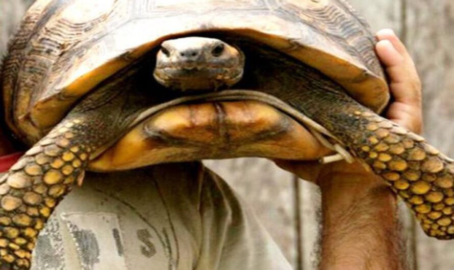 Unámonos para salvar a las tortugas en Bolivia: ¡Respeta la Ley, Respeta a los Animales, Respeta el Medio Ambiente!