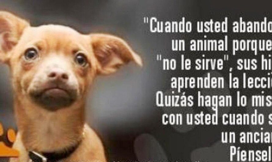 ¡Unamos esfuerzos para poner fin al abandono de animales en Chile!