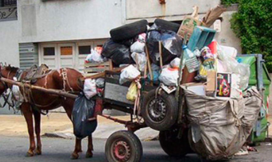 Unamos Nuestras Voces para Erradicar el Maltrato Animal en Argentina: Firmemos Esta Petición Para Que Los Caballos Sean Tratados con el Respeto Que Se Merecen