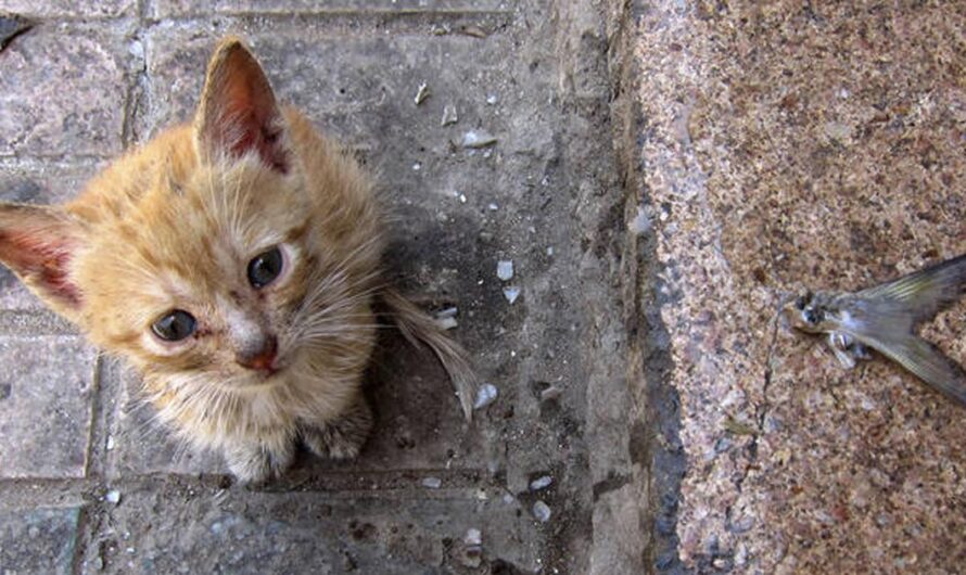 Unamos Nuestras Voces para Proteger a los Gatos Callejeros de España