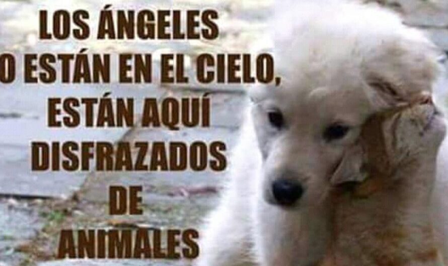 Unidos por la Causa Animal: Mejorando la Vida de los Animales Abandonados