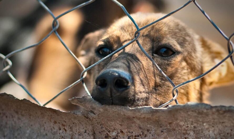 Uniéndonos para darles un hogar seguro a los perros abandonados de Osvaldo Cruz, Sao Paulo