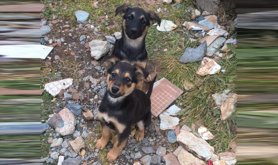 Uniéndose para Proteger a los Perros Callejeros: La Iniciativa de Castelar para Mejorar la Vida de los Animales