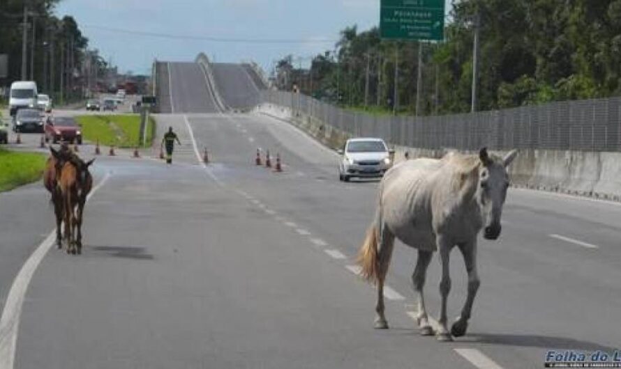 Prohibición de tracción animal en Paranaguá