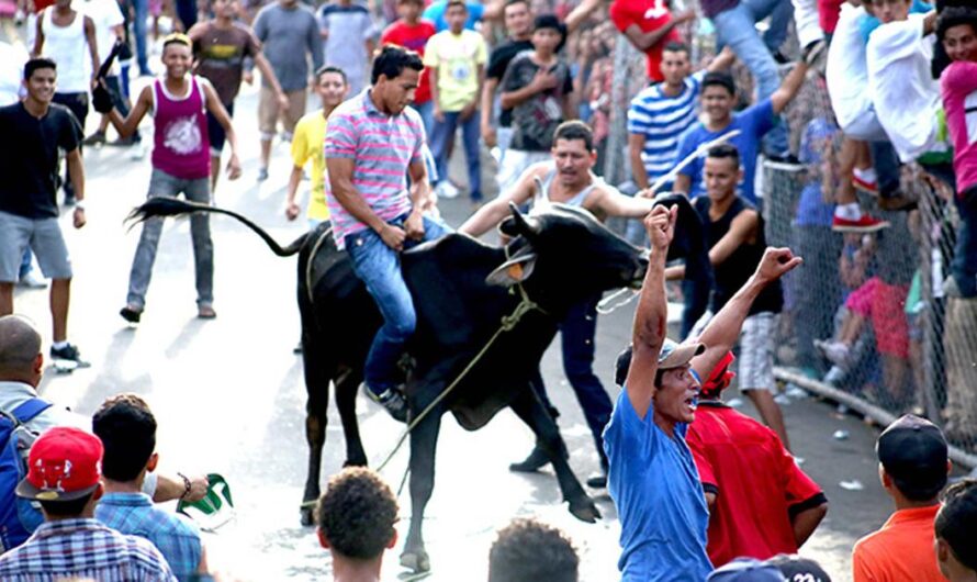 Paren los juegos crueles con toros y otros animales en Nicaragua