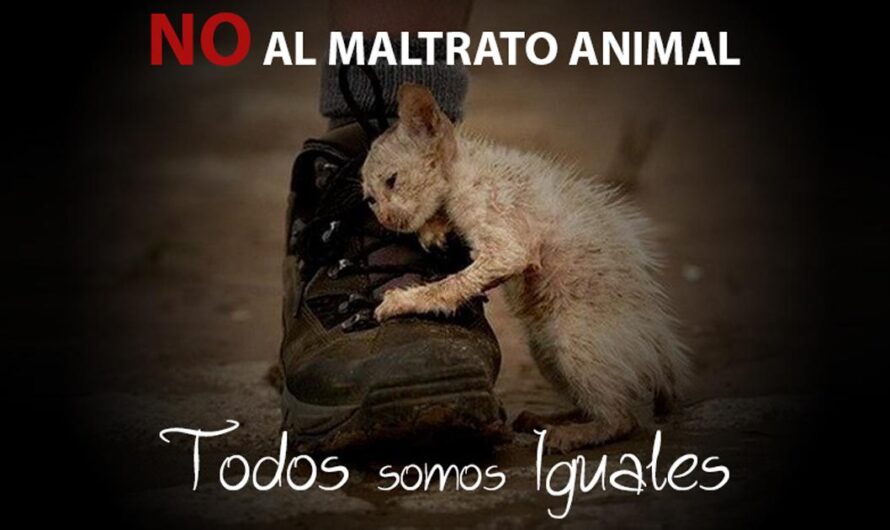 Acabando con el Maltrato Animal: La Nueva Ley de España busca Proteger a los Animales de la Crueldad