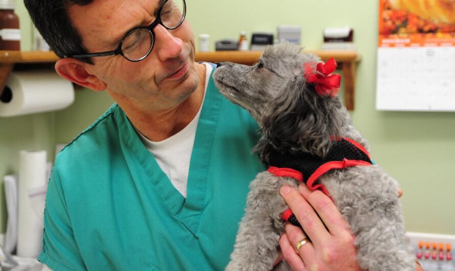 Apoyando a las Familias con Mascotas: Una Petición para Exigir la Creación de una Asociación de Veterinarios Solidarios en toda España