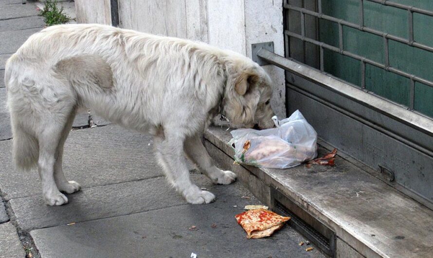 Apoyemos a los animalistas de Formosa para que sigan ayudando a los animales abandonados