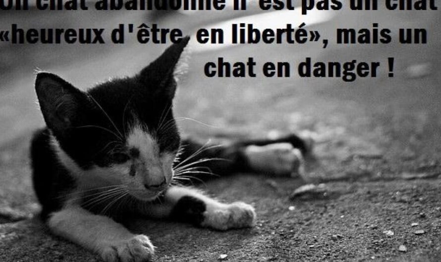 Apoyemos la decisión del Alcalde: Esterilización de los gatos callejeros en Francia