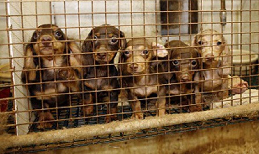 ¡Ayudemos a ProAnimals a Cerrar las Fábricas de Cachorros en España!