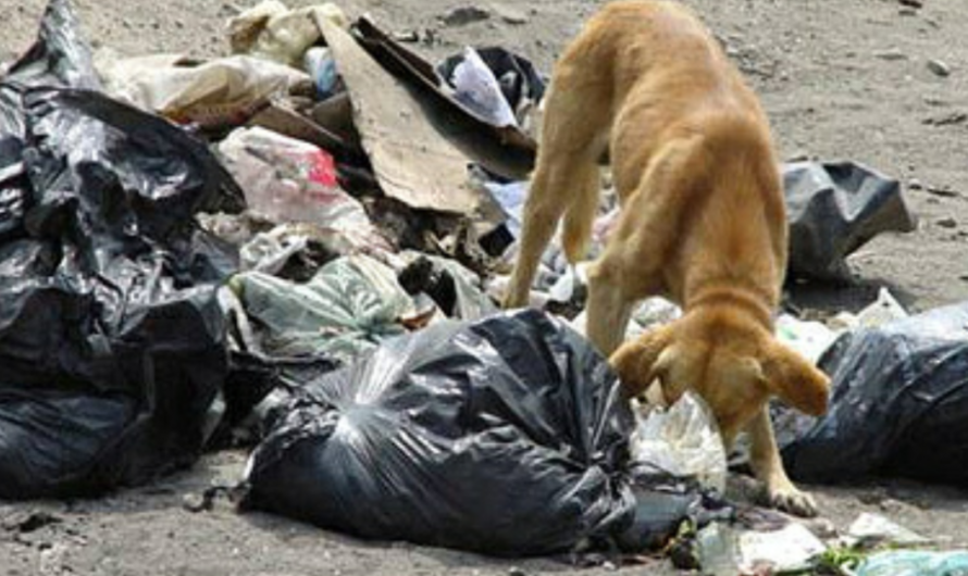 «¡Basta! de Maltratos a los Animales: Uruguay toma un Paso importante para su defensa.