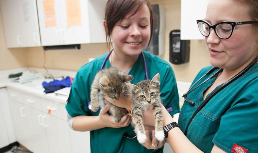 Brasil se compromete con la salud de los animales: Iniciativa de Clínicas Veterinarias Gratuitas