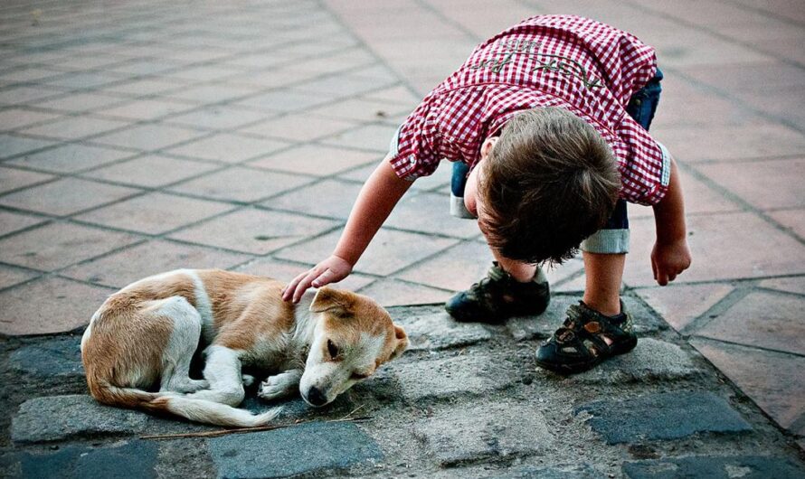 «Brasil: Un compromiso con la castración gratuita de perros y gatos para evitar el maltrato y el abandono de animales».