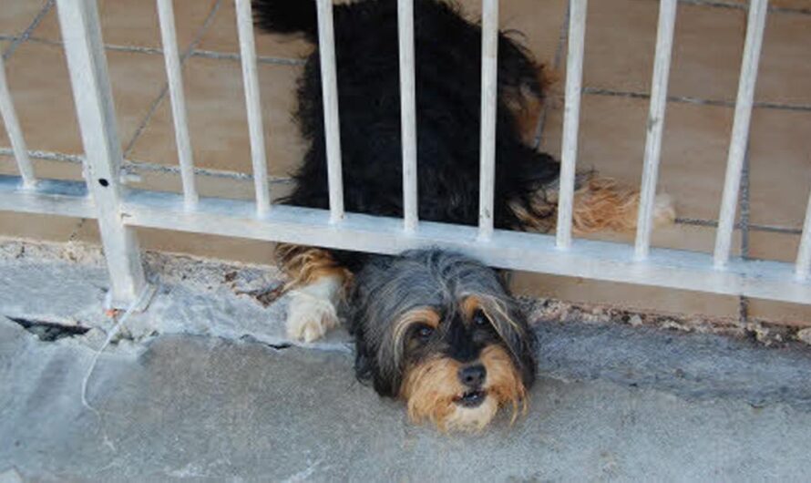 «Brest mejora su refugio municipal para los animales: un lugar seguro para su segunda oportunidad».