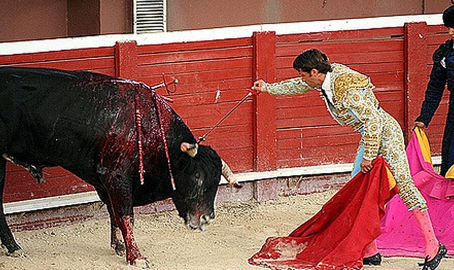 Cáceres abole las Corridas de Toros: Una victoria para los Defensores de los Derechos de los Animales