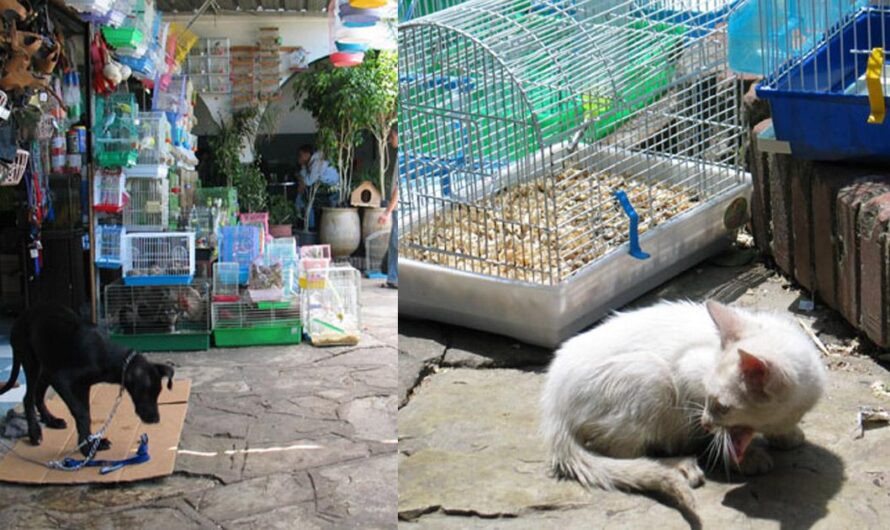 Cerramos el Mercado de Fez en Marruecos para detener el maltrato a los animales