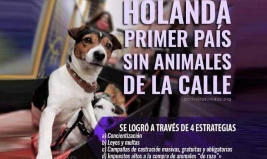 Colombia unida a la lucha contra el maltrato animal: una sociedad mejor para todos