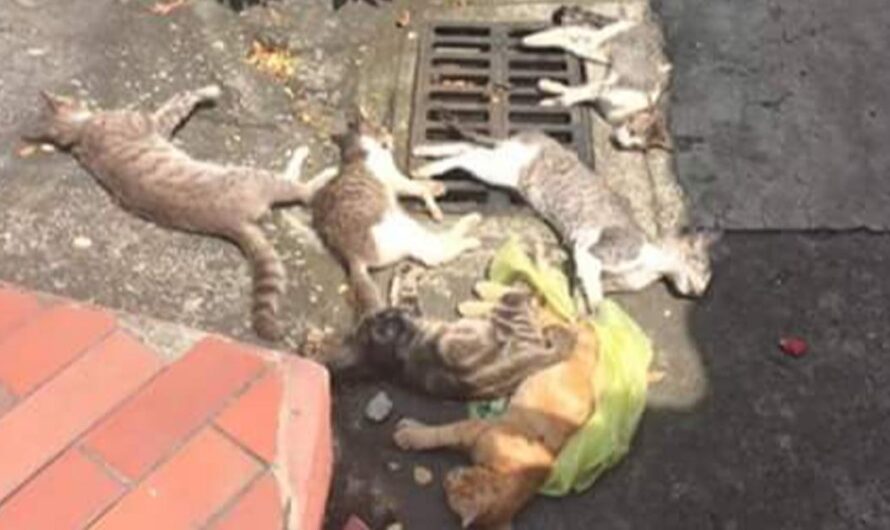 Detener el Envenenamiento de Gatos Callejeros en La Pradera 2, Ciudad Olimpo y La Joya: ¡Es hora de hacer Justicia!