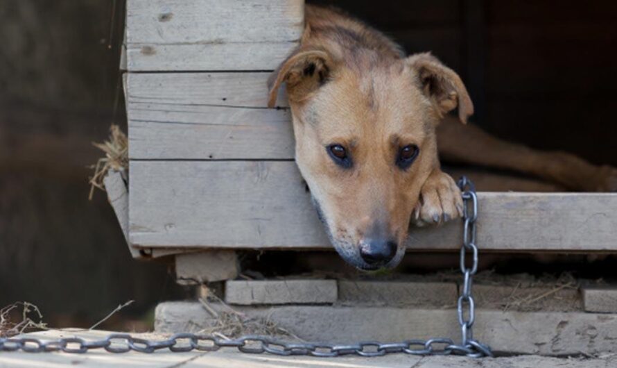 Detener el maltrato animal: La Fundación para los Animales de España presenta una petición para que se apruebe una Ley que castigue la violación de los derechos de los perros encadenados