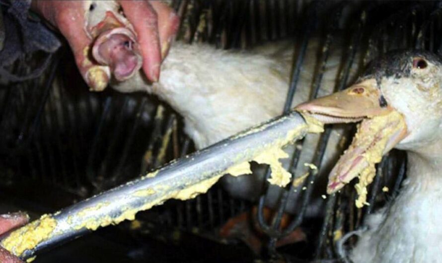 «¡Detengamos el sufrimiento de los animales! Prohibamos la alimentación forzada para la producción de foie gras.