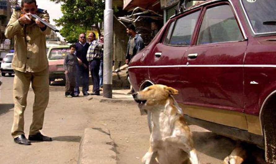 «Detengamos la crueldad de las ‘patrullas sanitarias’ y salvemos a los perros callejeros».