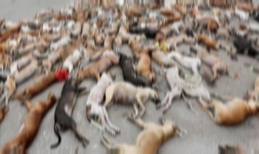 «¡Detengamos la matanza de perros en Karachi! Un llamamiento para terminar con la crueldad.