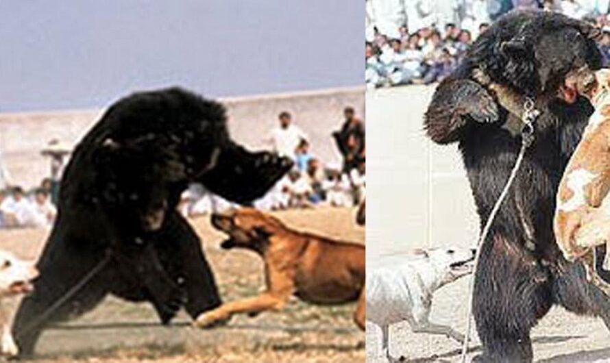 «¡Detengamos las Peleas de Perros y Osos!» – La Petición del Pueblo para una Sociedad Libre de Crueldad Animal