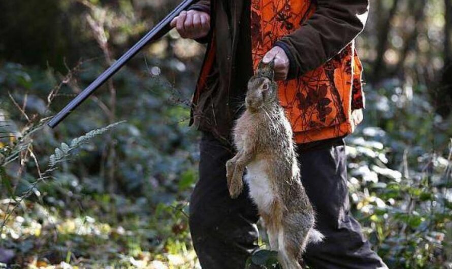 ¡Detengan la Matanza de Conejos en St Julien Montdenis!