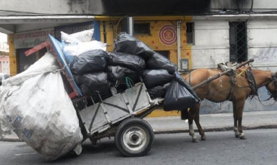 Deteniendo el Sufrimiento de los Caballos en Uruguay: Una Llamada a la Acción