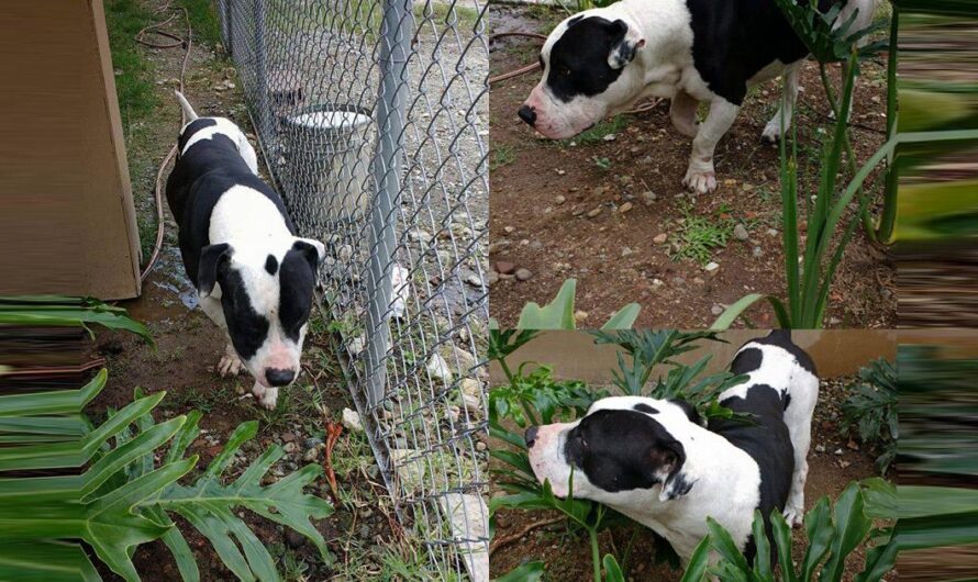 «El alcalde de Copacabana, Antioquia, debe hacerse cargo de los perros de razas peligrosas abandonados tras la entrada en vigencia del nuevo Código de Policía».