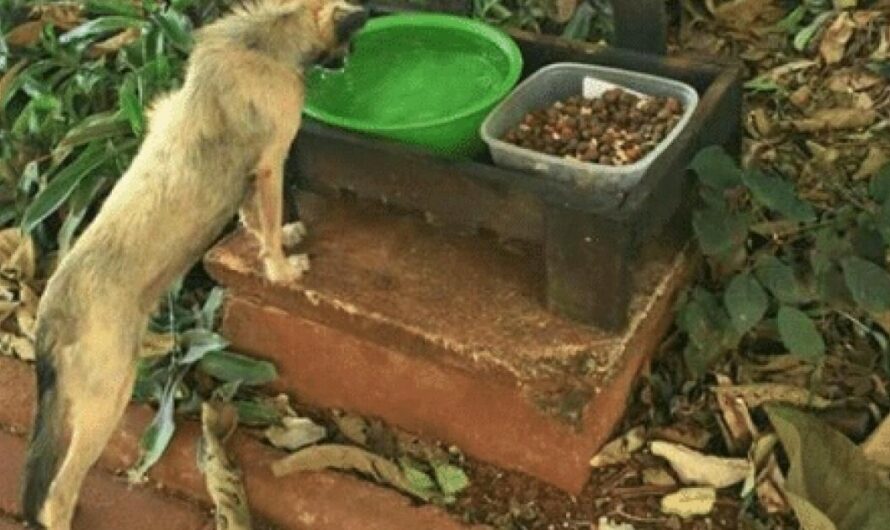 El Proyecto «Perros de la Calle»: ¡Apoyemos el Bienestar de los Animales Abandonados!