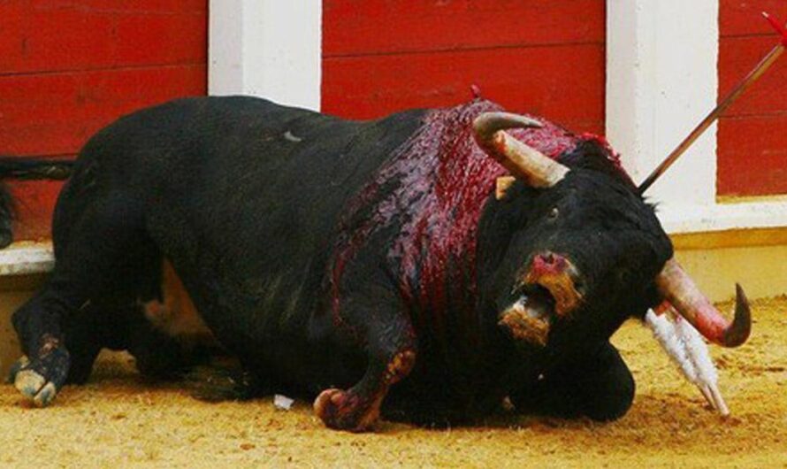 ¡Es hora de poner punto y final a la tortura animal en las corridas de toros! Una petición que los portugueses han decidido unirse para exigir al gobierno que acabe con esta práctica cruel.