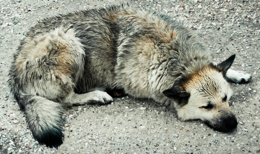 ¡Es hora de que hagamos justicia a los animales abandonados en Venezuela!