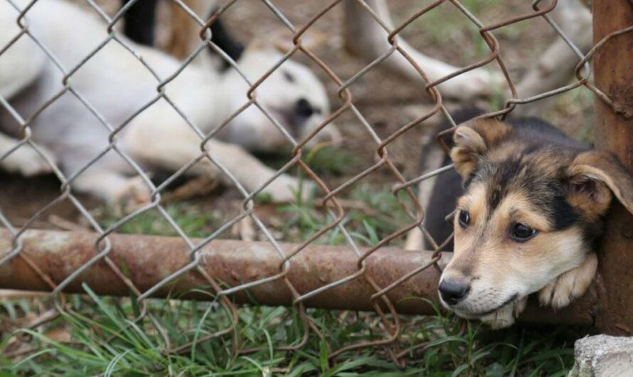 «Es hora de unirnos y exigir un cambio de Leyes: salvar a los animales domésticos en Colombia».